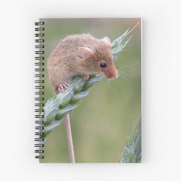 Artikelvorschau, Ernte-Maus entworfen und verkauft von cmm1234.