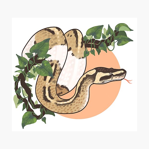 Item preview, Ball Python on a Vine designed and sold by Paige Penrose.