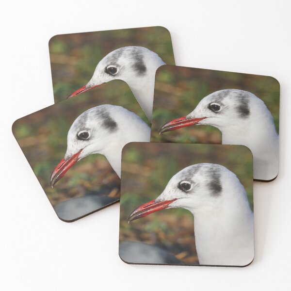 Item preview, Black headed gull in winter plumage designed and sold by GreyFeatherPhot.