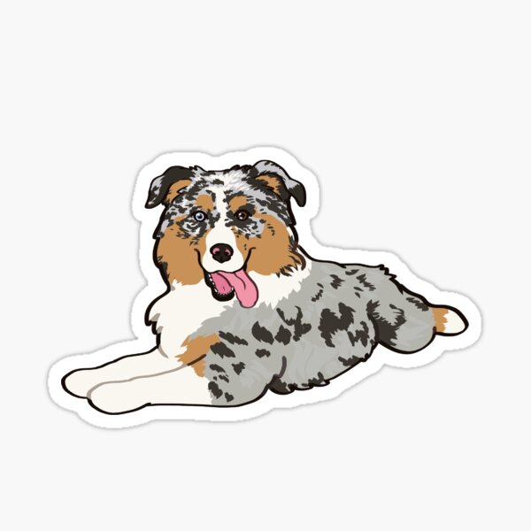 Blue Merle Aussie Laying down / blue Merle Australian Shepherd Dog Sticker