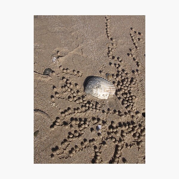 Item preview, Shell on the beach designed and sold by Abi Latham.