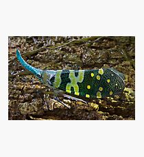 Blue-horned bug, Thailand Photographic Print