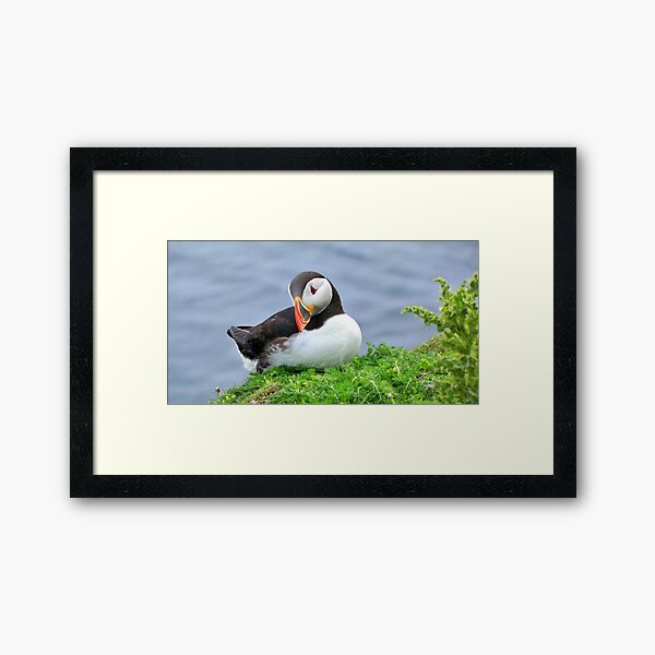 Puffin Framed Art Print