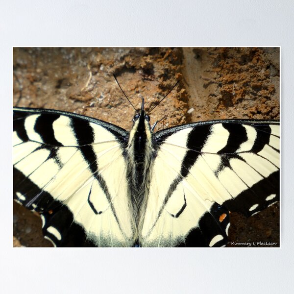Artikelvorschau, Östlicher Tiger Swallowtail entworfen und verkauft von Kimmary.