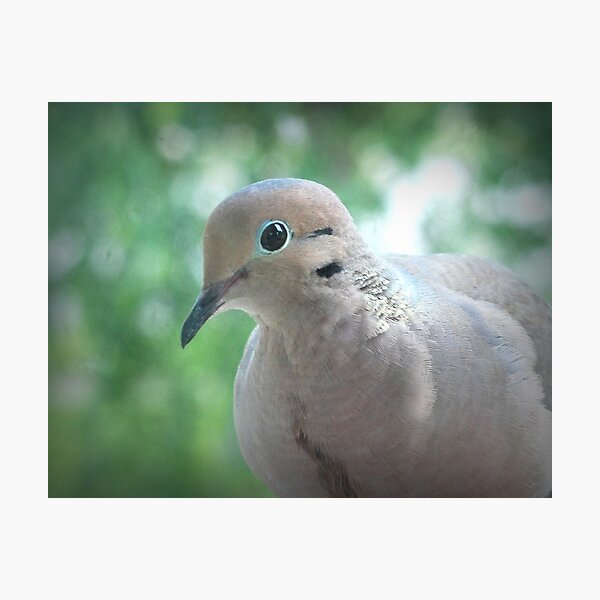Mourning Dove Photographic Print