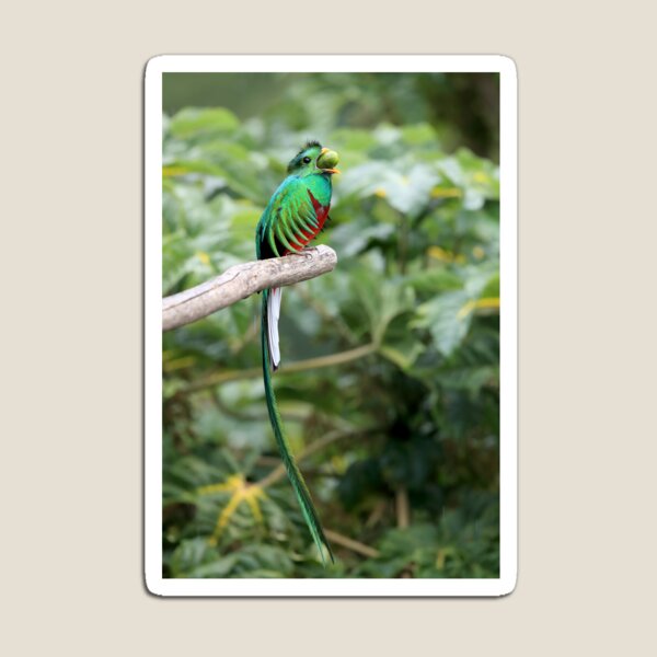 Item preview, Quetzal designed and sold by mlorenz.