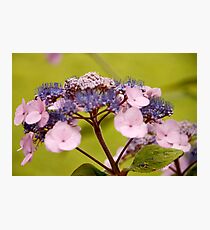 Hydrangea Photographic Print