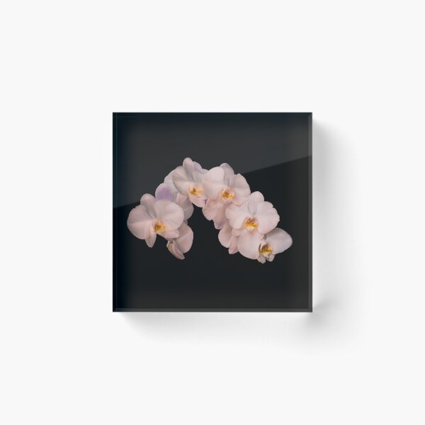 Item preview, White orchid designed and sold by Zina Stromberg.