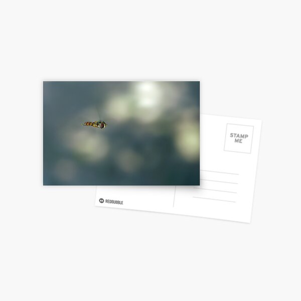 Hoverfly Postcard