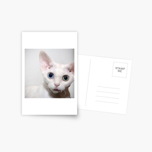 Item preview, Odd Eyed Kitten designed and sold by Glennis  Siverson.