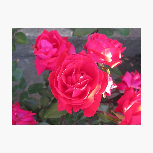 Item preview, Lovely red roses designed and sold by FlowersAndMore.