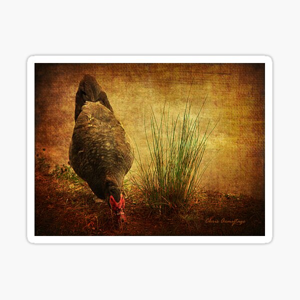 Muscovy Duck Sticker