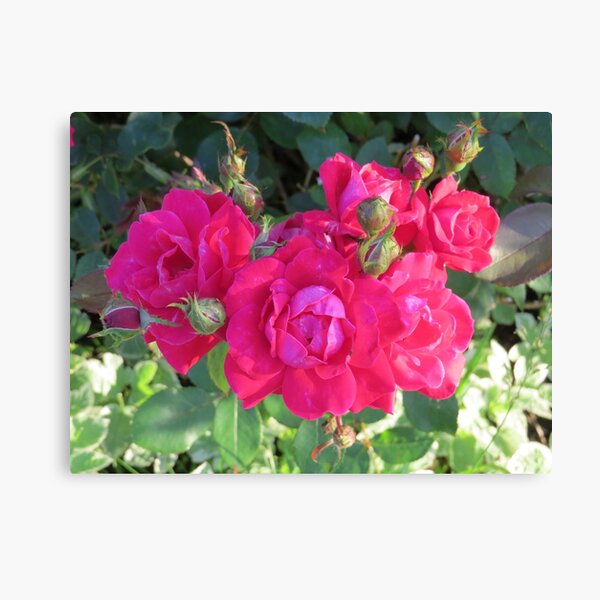 Beautiful old fashioned red roses Canvas Print