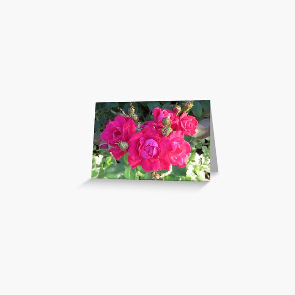 Beautiful old fashioned red roses Greeting Card