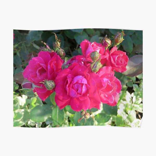 Beautiful old fashioned red roses Poster