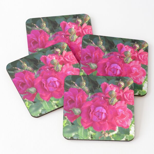 Beautiful old fashioned red roses Coasters (Set of 4)