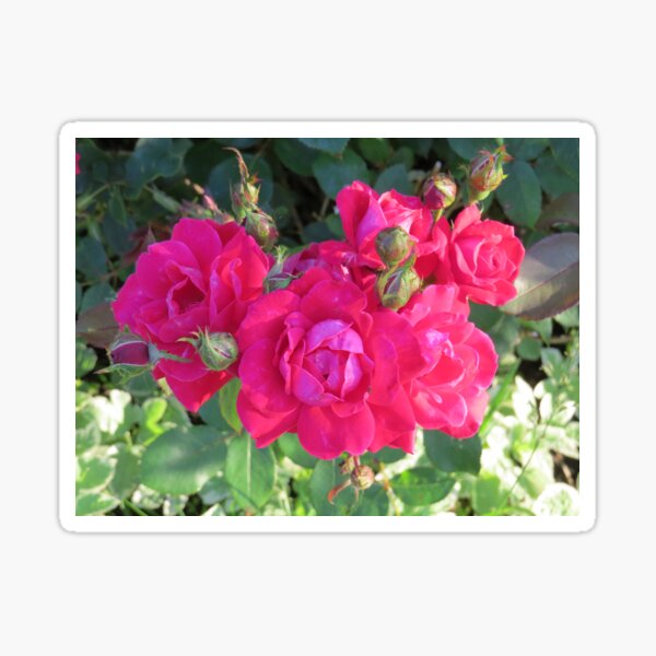 Beautiful old fashioned red roses Sticker