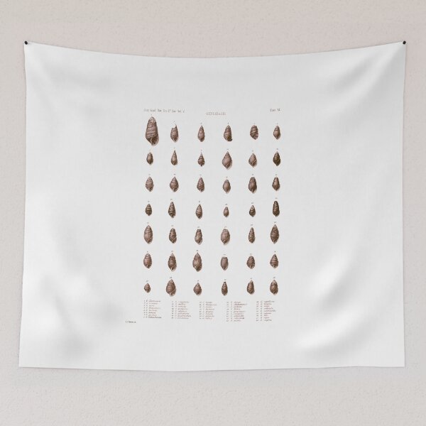 Item preview, Shells Goniobasis Antique Print designed and sold by simpson92.