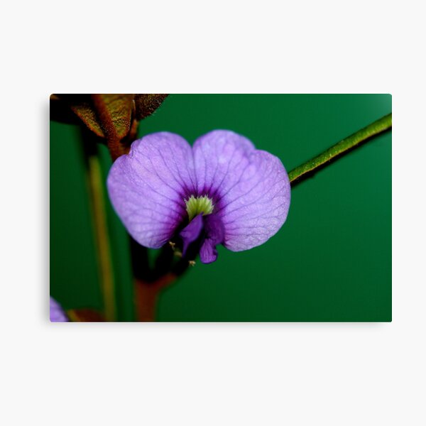 Hovea acutifolia Canvas Print