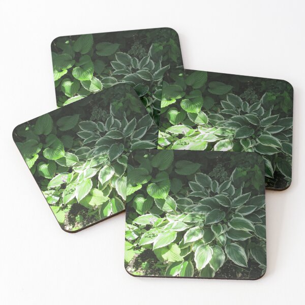 Item preview, Lovely Hosta plants designed and sold by FlowersAndMore.