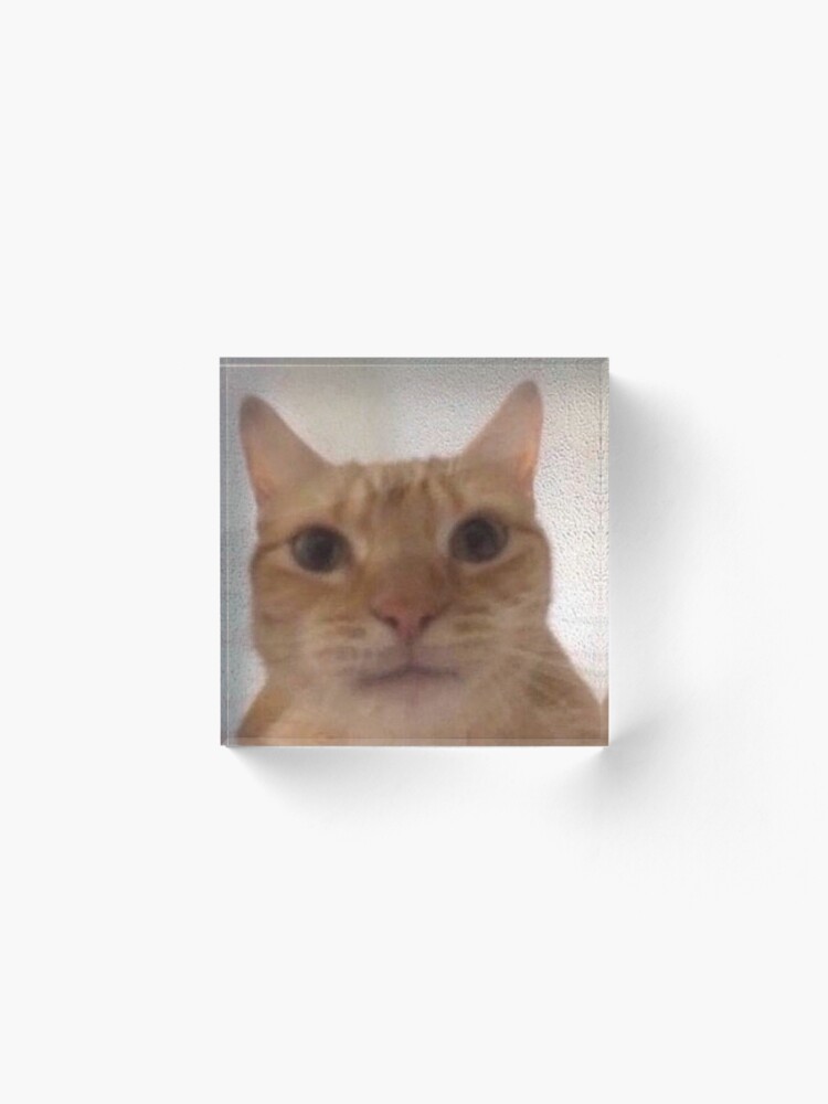Orange Cat Meme Shirt Staring Acrylic Block By Kinabun Redbubble