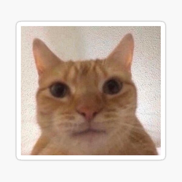 Facetime Cat Staring At Camera Meme - img-ultra