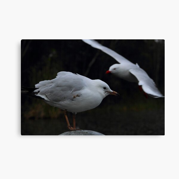 Here comes Mama Canvas Print