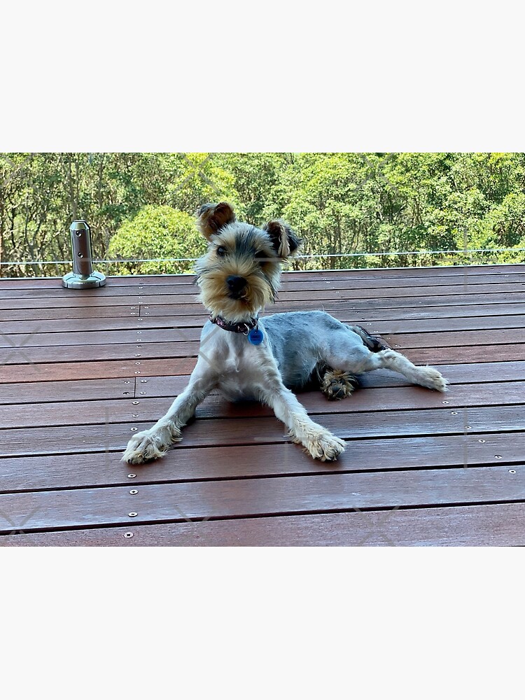Rory the Giant Yorkie Photographic Print