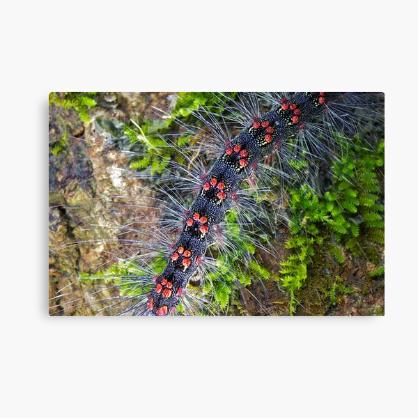 Item preview, Caterpillar walking on lichen designed and sold by John Spies.