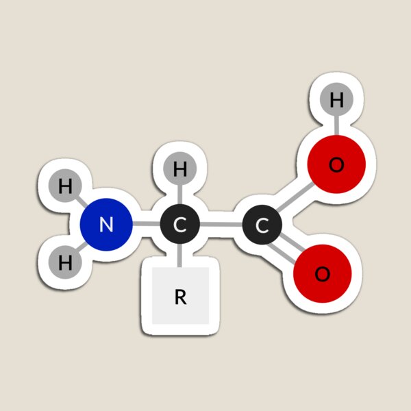 Amino acid model (Protein) Magnet