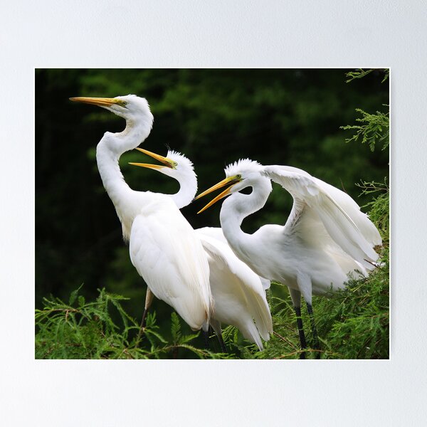 Item preview, Mama Egret with her Babies designed and sold by Paulette1021.