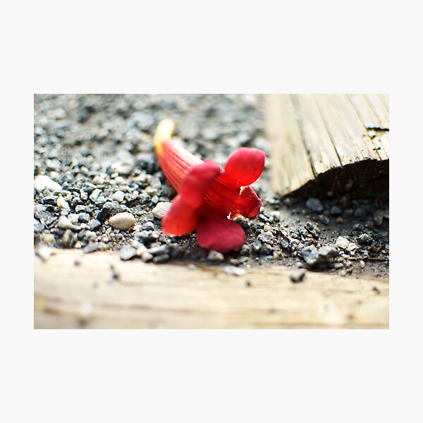 Item preview, Pequeño rojo designed and sold by arberinger.