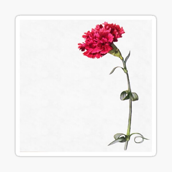Botanical Carnation Stickers Redbubble