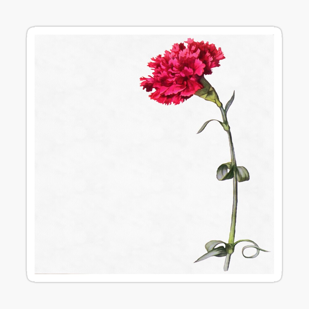 Artistic Red Carnation Flower Botanical Art Poster By Taiche Redbubble