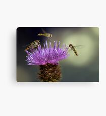 Hoverflies Canvas Print