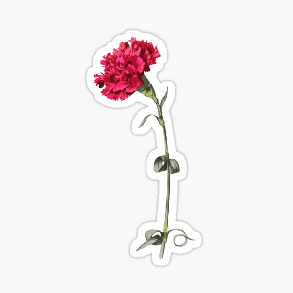 Single Stem Red Carnation Isolated Sticker