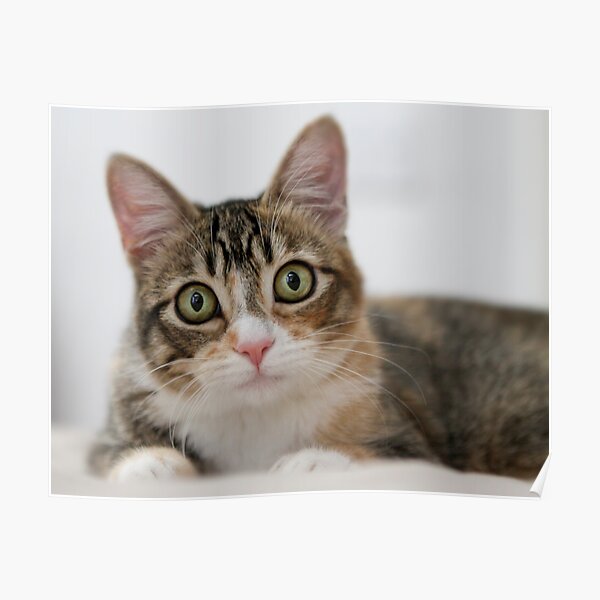 My kitty, Mallory Poster