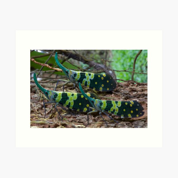 Three bugs with horns, Thailand Art Print