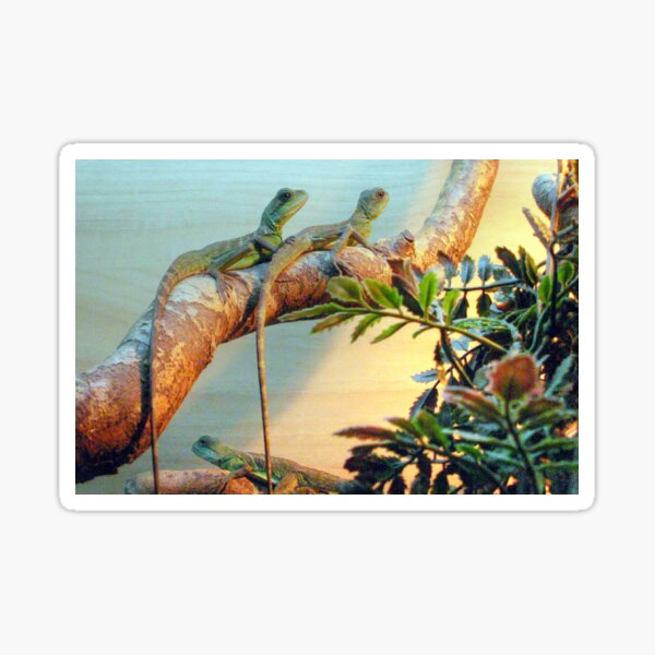 Vivarium Stickers Redbubble