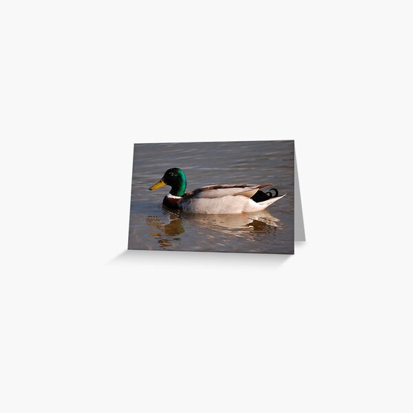 Untitled Greeting Card