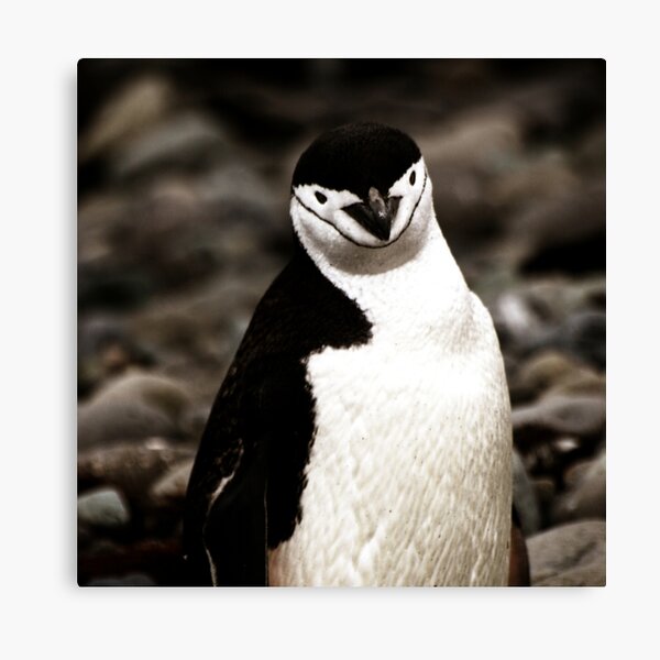 Confused dot com Canvas Print