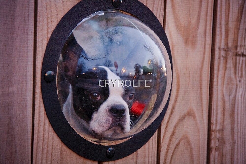 "FENCE BUBBLE" by CRYROLFE Redbubble