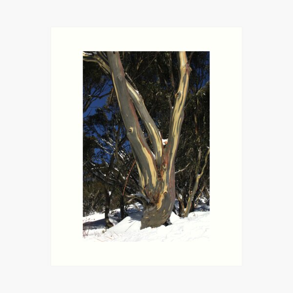 Item preview, Snow Gum, Mt Hotham designed and sold by Charles Kosina.