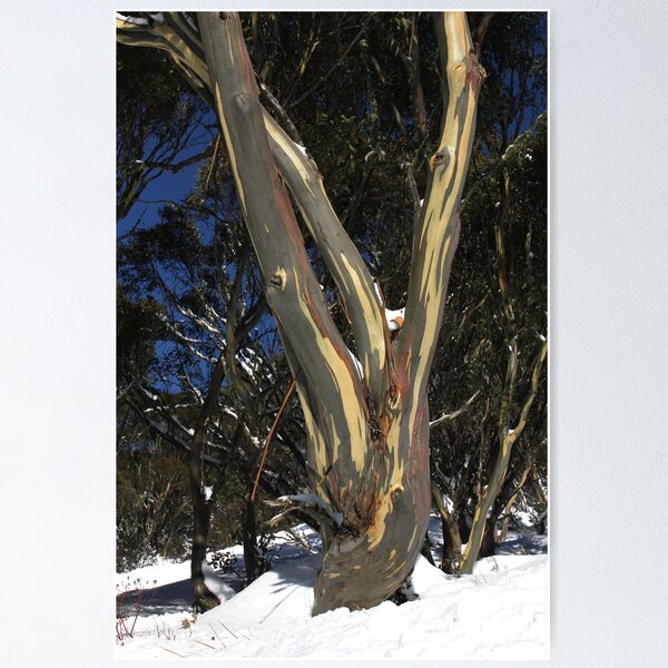 Item preview, Snow Gum, Mt Hotham designed and sold by Charles Kosina.
