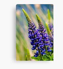 Lupin Canvas Print