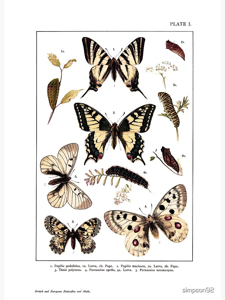 British And European Butterflies And Moths Art Board Print By Simpson92 Redbubble
