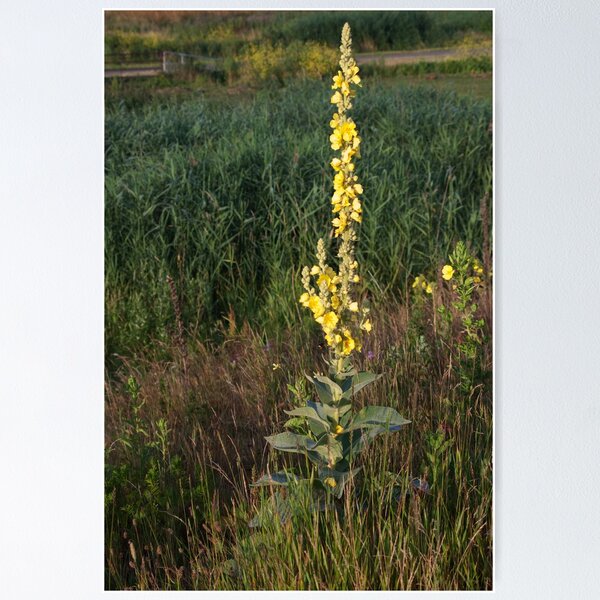 Great or common mullein Poster
