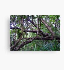 Rainforest, Margaret Knoll Leinwanddruck