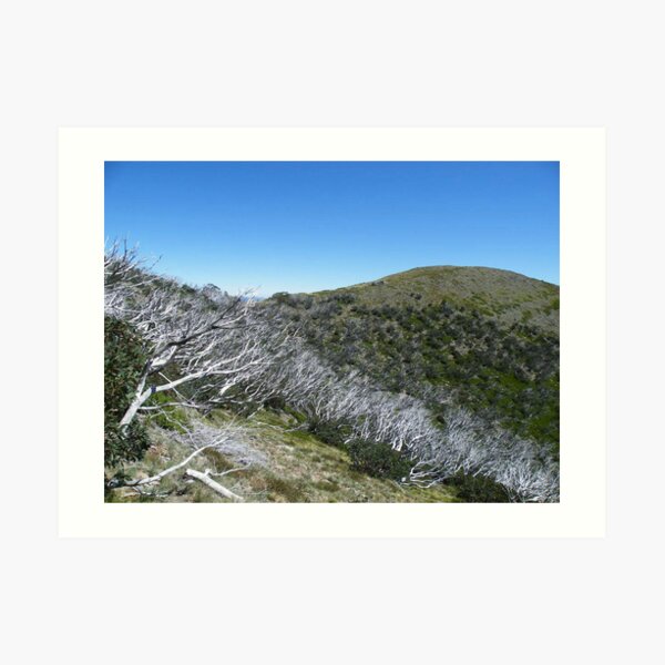 Feathertop Art Print