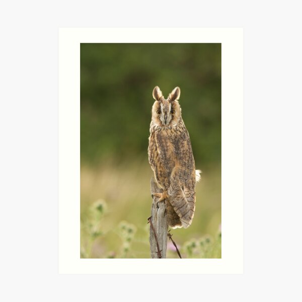Long Eared Owl Art Print